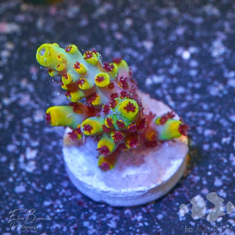 Acropora Pikachu